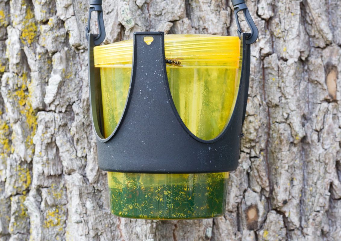 Fabriquez un piège à guêpes astucieux pour des repas sereins