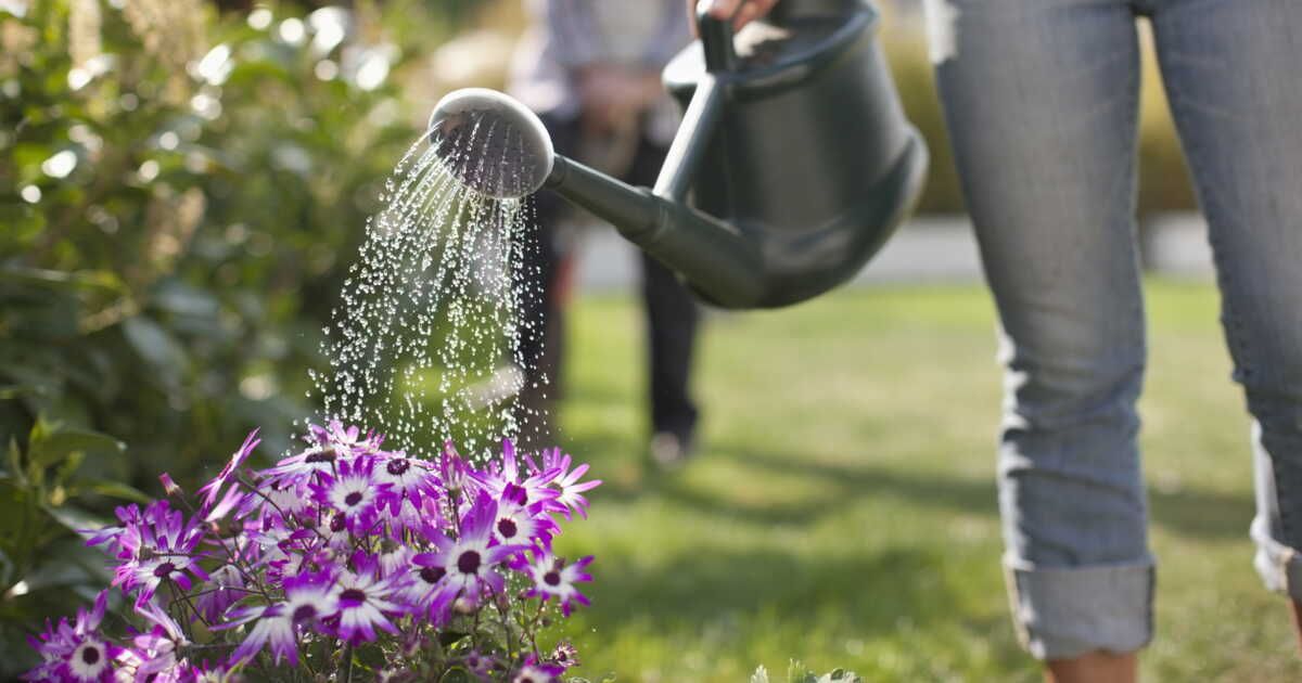 Quand trop d'eau nuit aux plantes : les signes à ne pas ignorer
