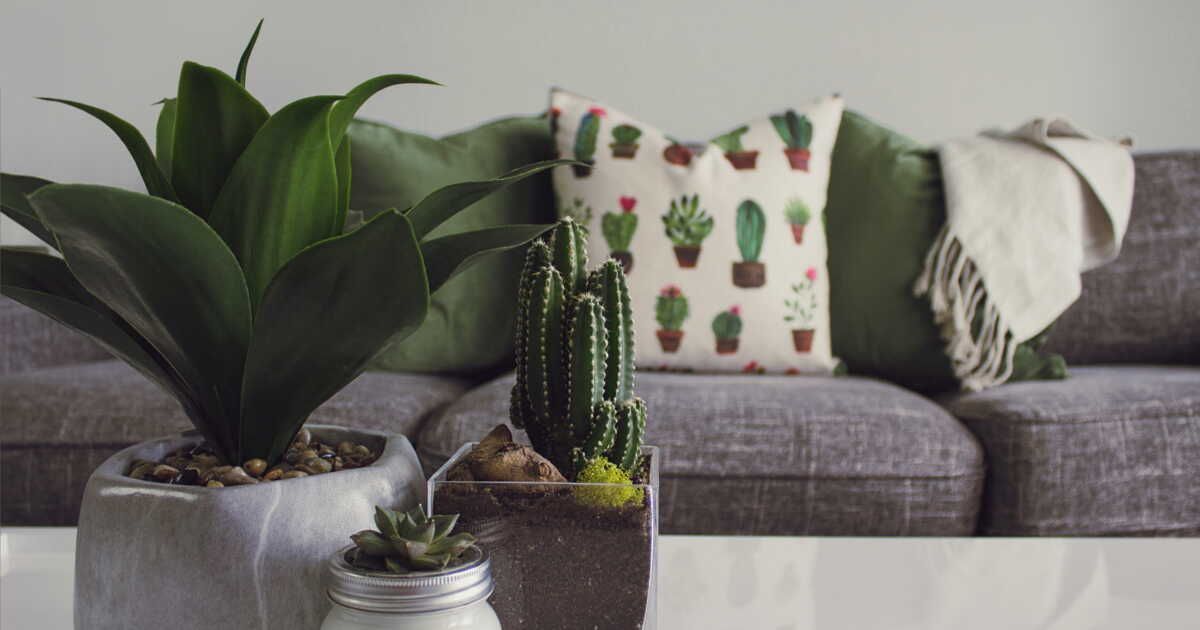 Plantes d’hiver : un jardin intérieur à portée de main