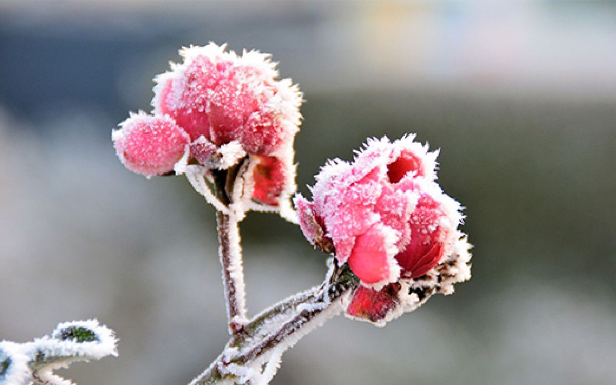 Renaître après le gel : conseils pour votre jardin au printemps tardif