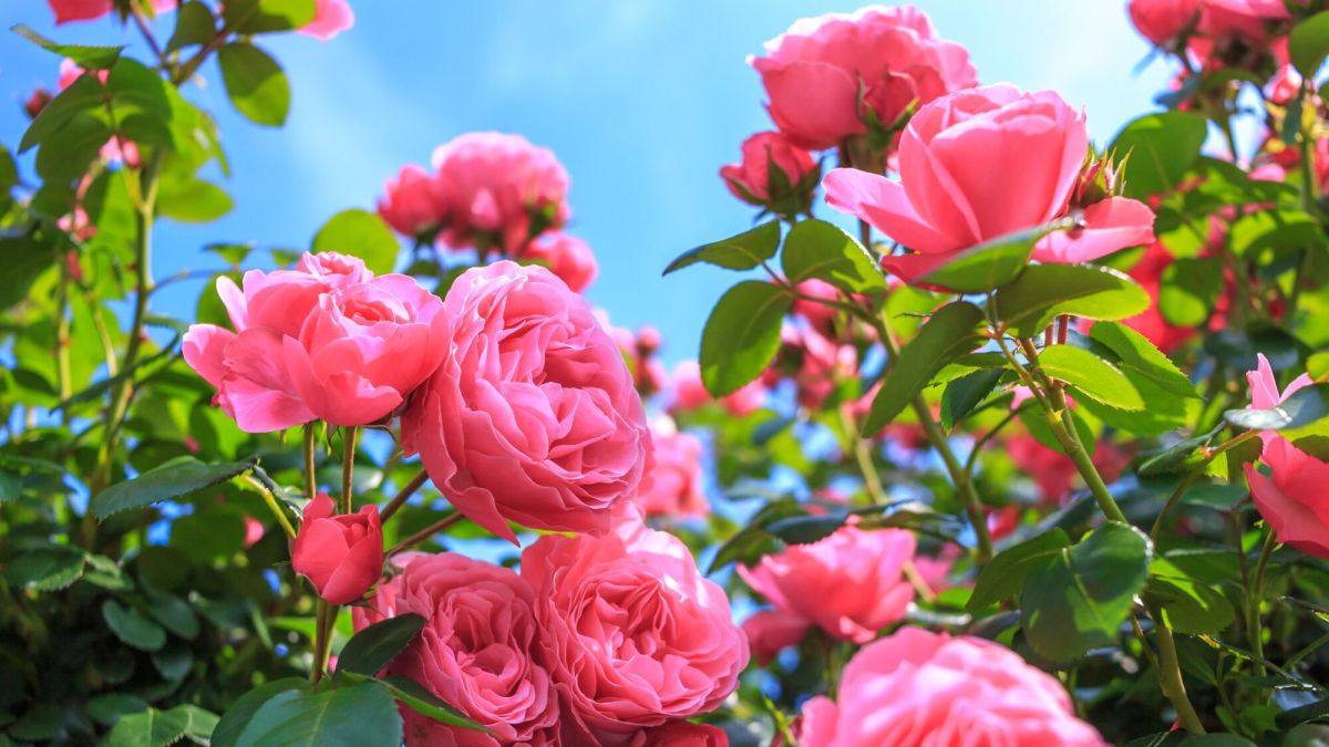 Comment distinguer rosiers remontants et non remontants