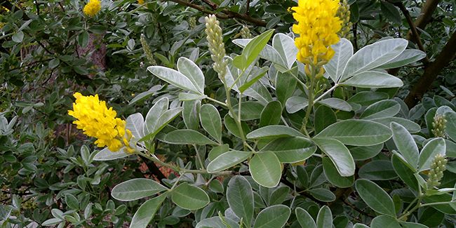 Le genêt ananas : un trésor floral du Maroc