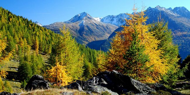 Des plaines aux sommets : une exploration des étages de végétation