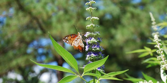 Le gattilier : un trésor de nature