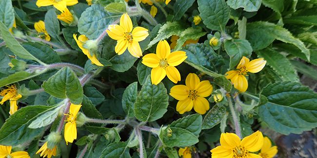 À la découverte du genou doré, Chrysogonum virginianum