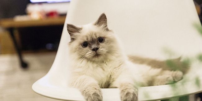 Éliminer les odeurs d'urine de chat : solutions pratiques et naturelles