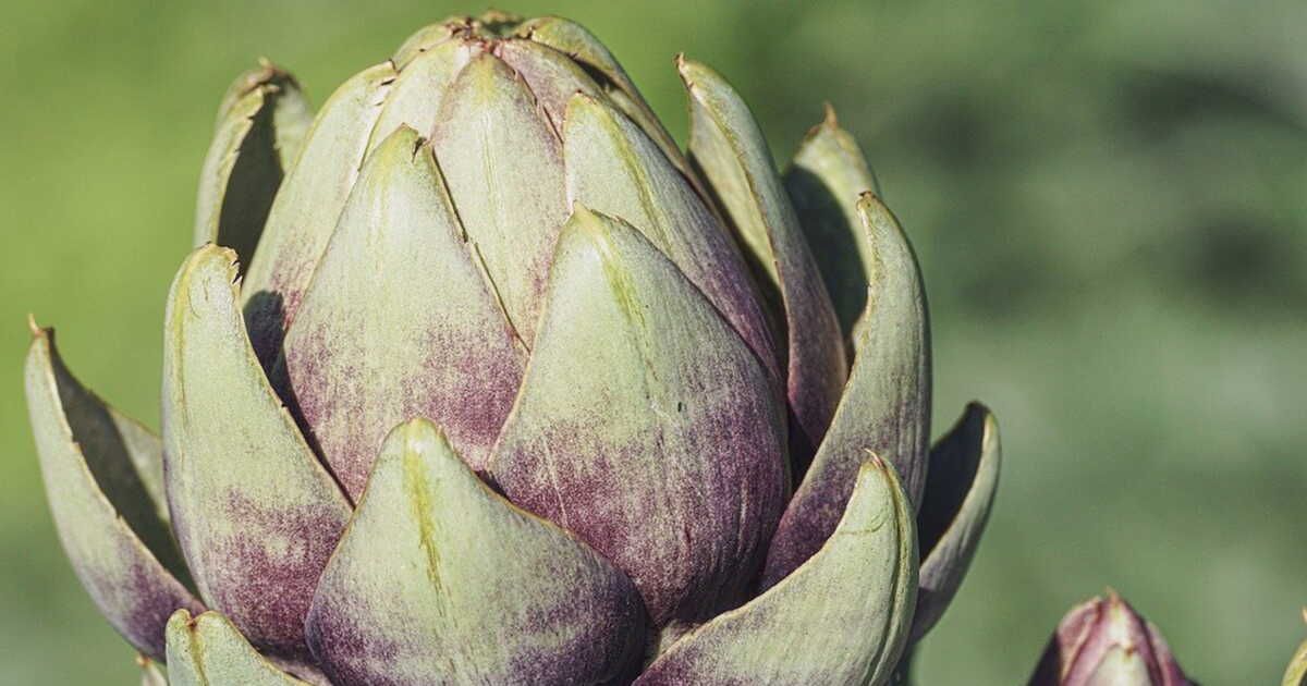 L'artichaut du Roussillon : Un trésor culinaire à découvrir