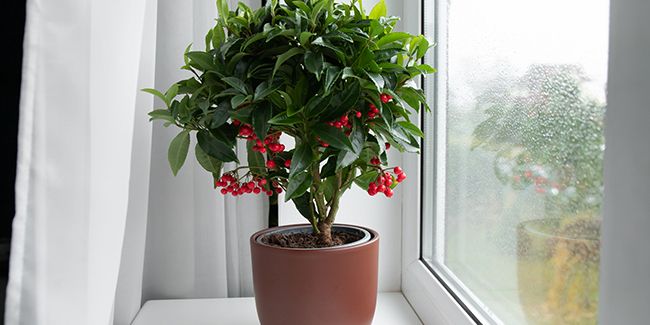 Ardisie crénelée : un arbuste exceptionnel pour les passionnés de jardinage