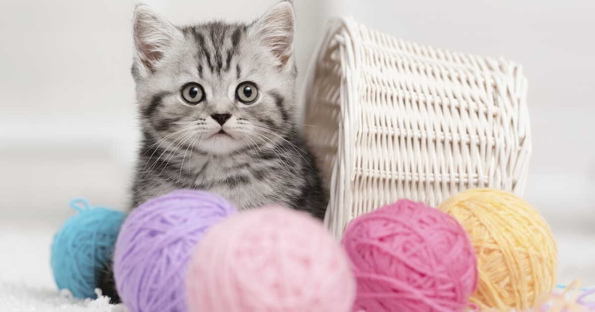 Découvrez l'art du tricot : apprenez le point jersey en un clin d'œil