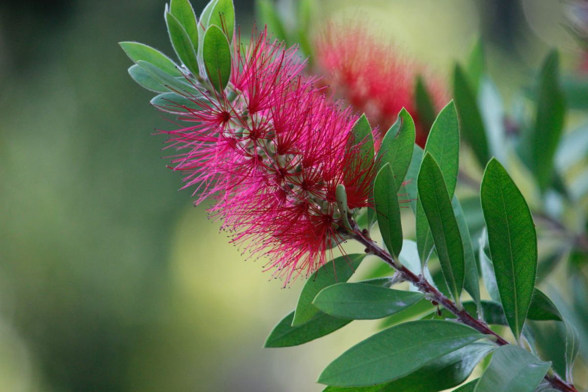 Affinez votre jardin avec le rince-bouteille