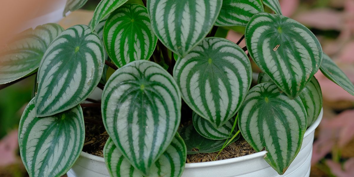 Votre pépéromia s'affaiblit ? Voici comment le sauver !