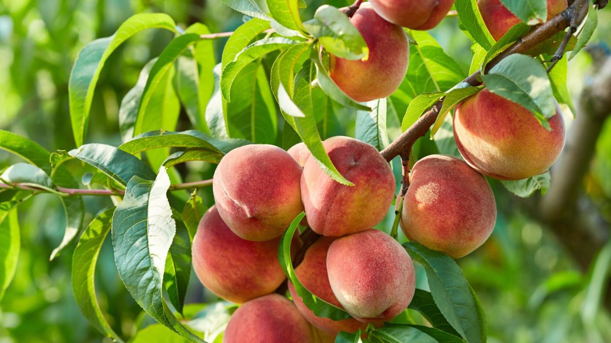 Les mystères des feuilles de pêcher : que faire contre les cloques rouges ?