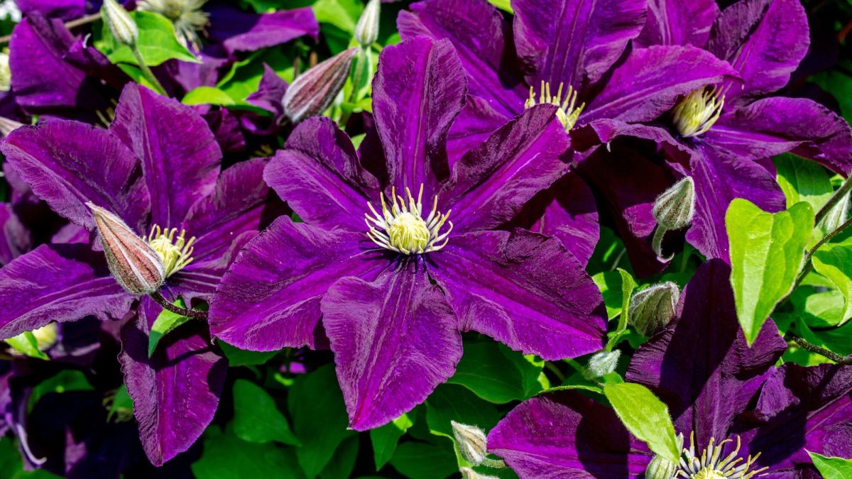Redonnez vie à votre clématite : astuces pour la faire repartir