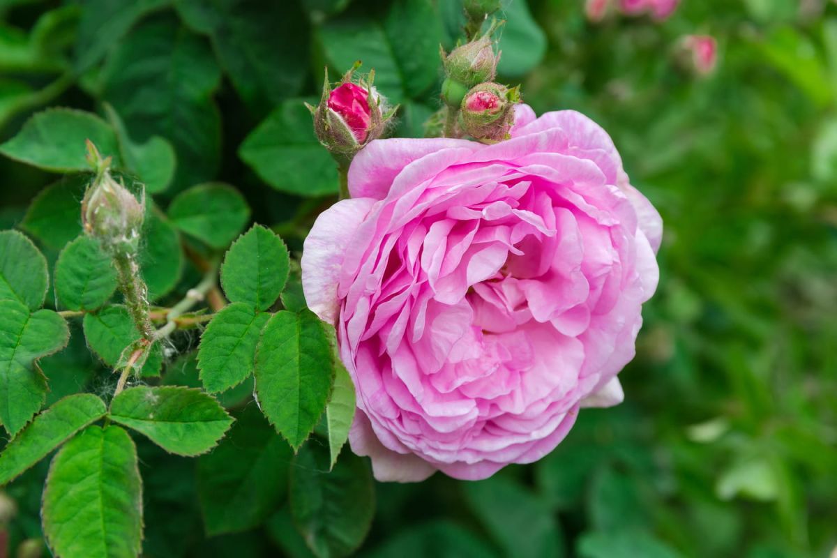 Redécouvrez la magie des roses anciennes dans votre jardin