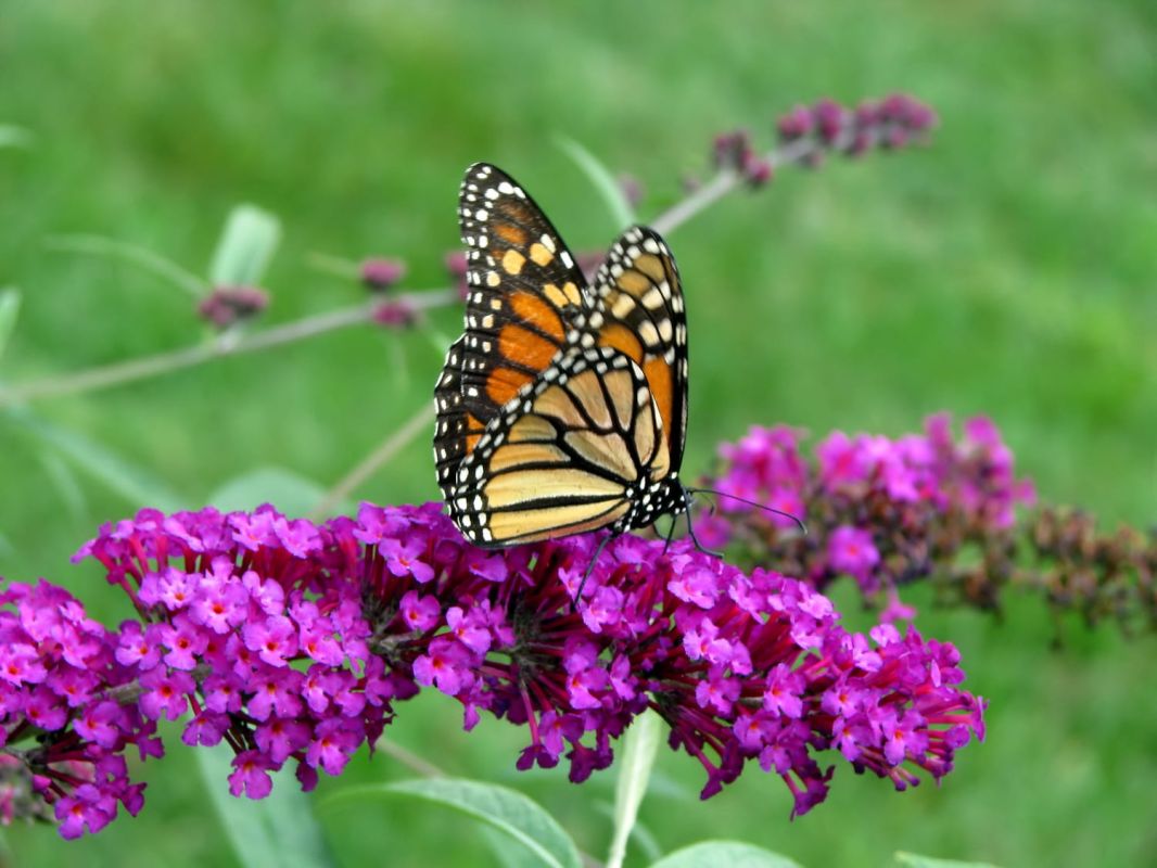 Papillons au jardin : un appel à la biodiversité