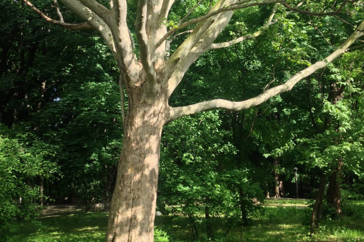 Attention aux tigres du platane : l'insecte qui gâche nos jardins