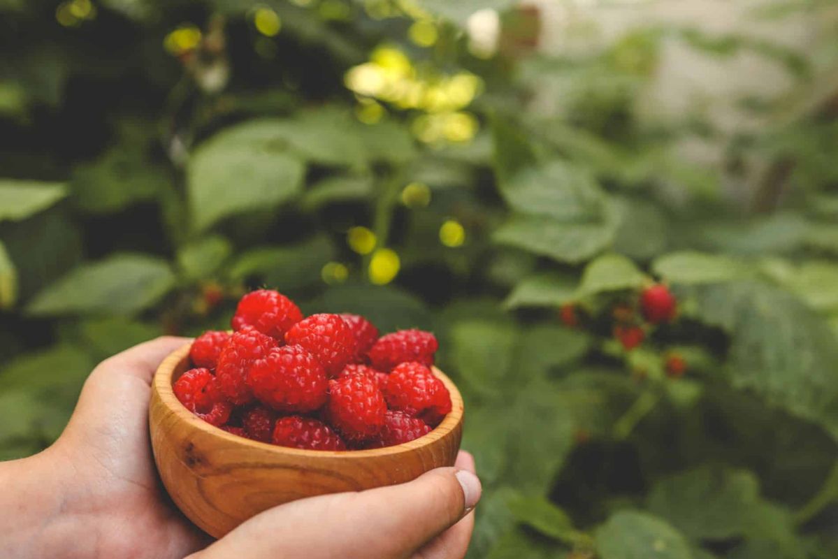 Boostez vos framboisiers avec deux ingrédients naturels