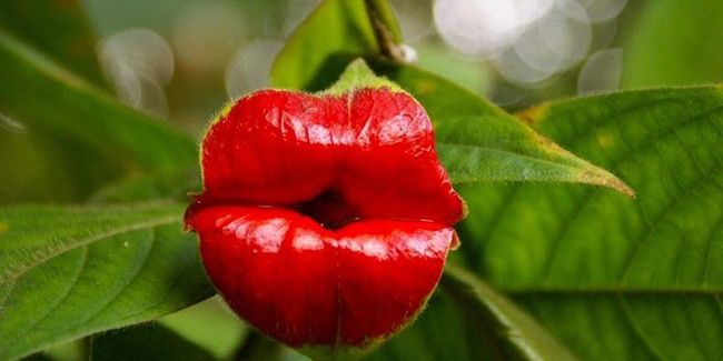 La plante à bisous : trésor tropical menacé