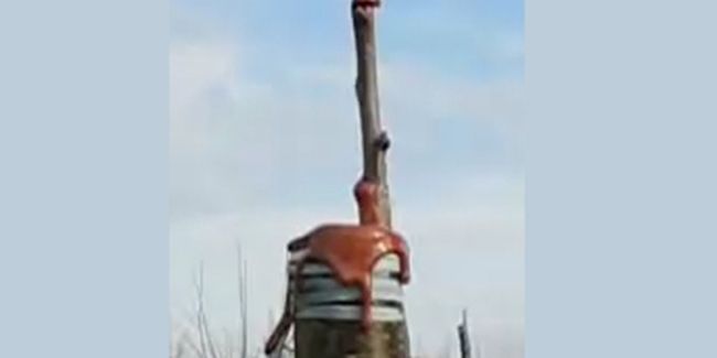 Maîtrisez l'art de greffer un cerisier : conseils pour les passionnés