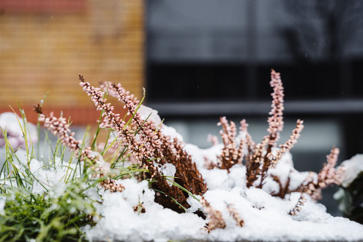 Fleurs d'hiver : égayer votre jardin en saison froide