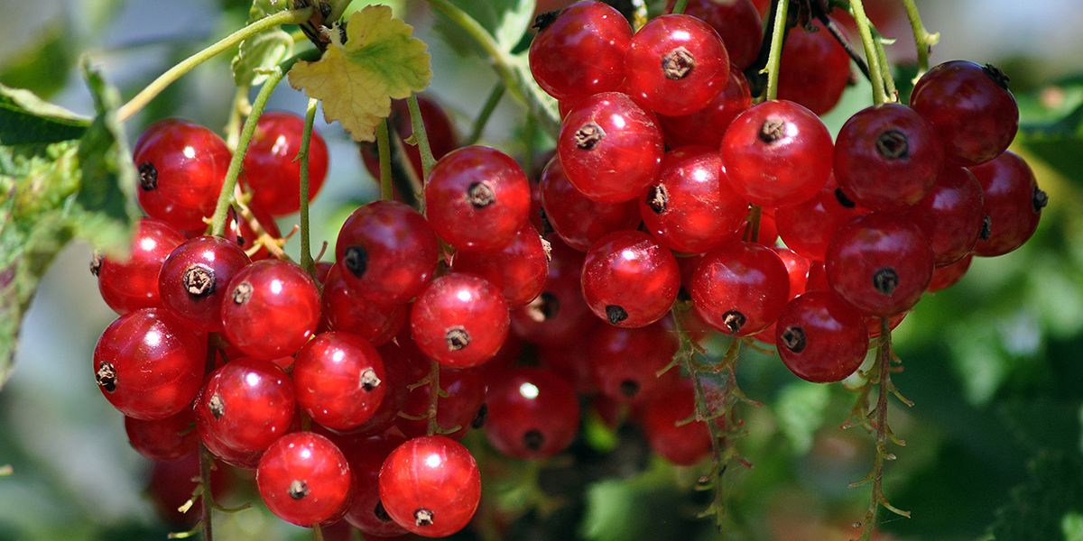 Transformez votre récolte de petits fruits rouges : 7 idées créatives pour l'été