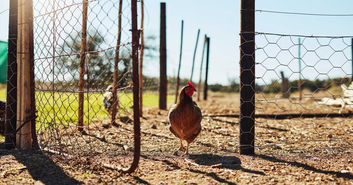 Construire un poulailler soi-même : le guide pratique