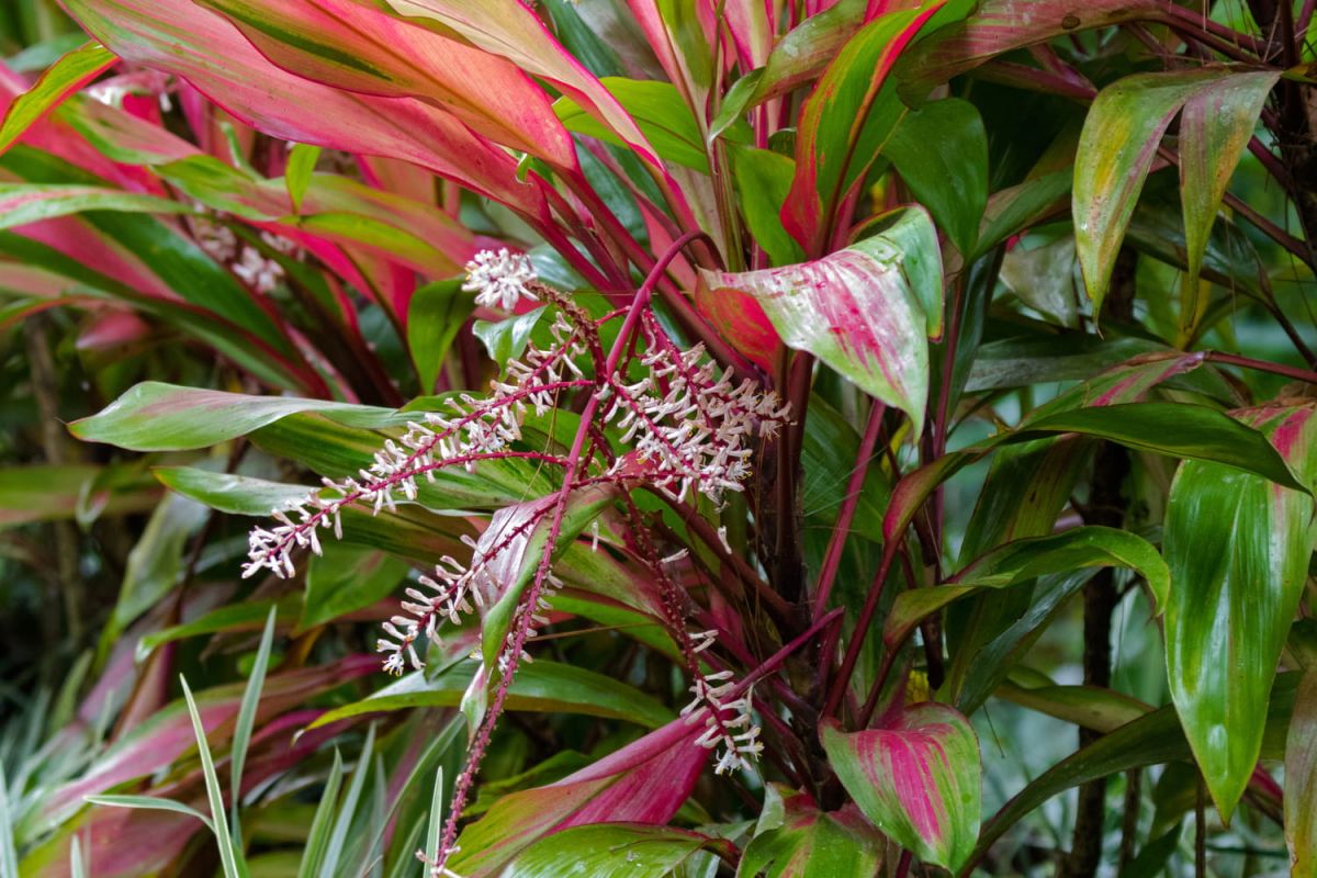 découvrez la cordyline : variétés, entretien et astuces pour un jardin éclatant