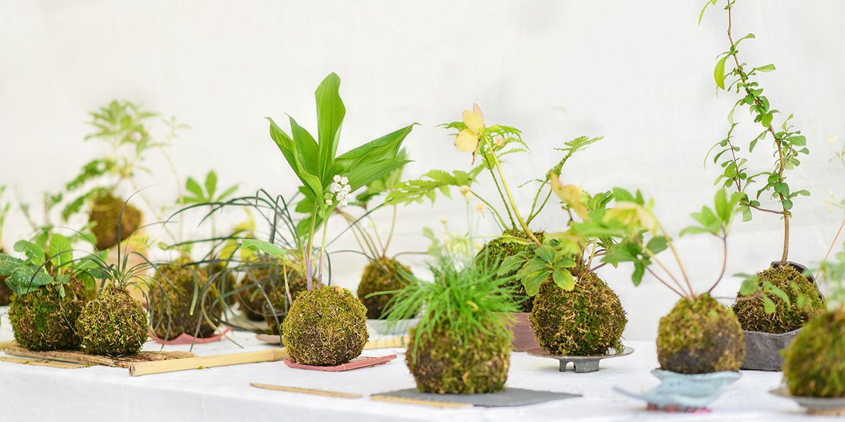Le kokedama, un art végétal japonais captivant