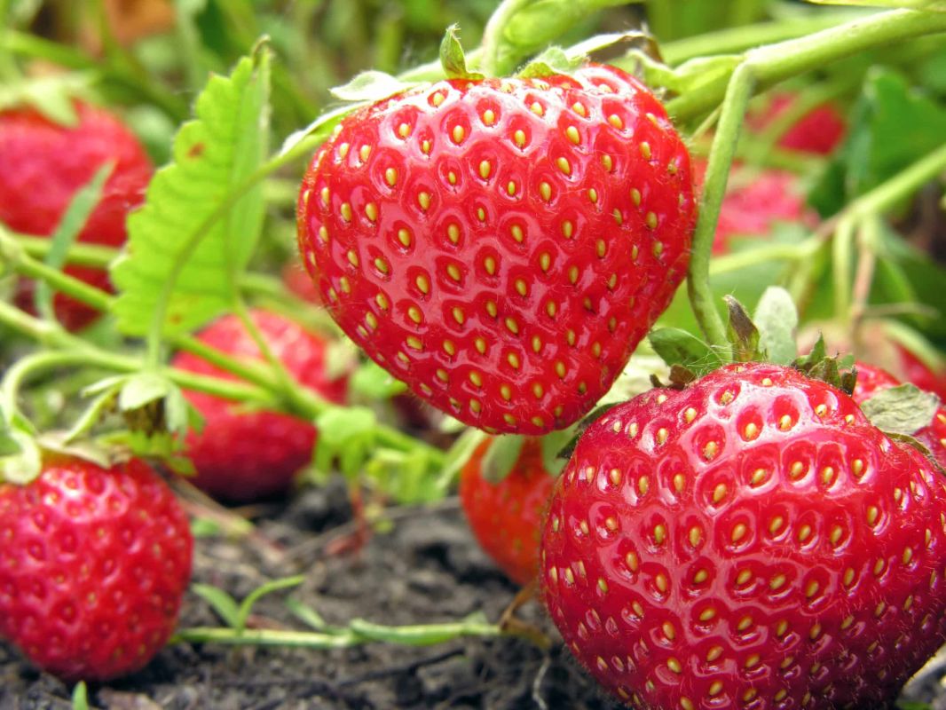multipliez vos fraisiers : guide pratique pour une récolte réussie