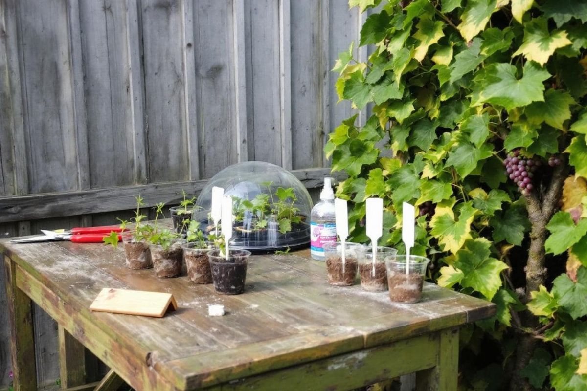 Transformez votre jardin en vignoble : le bouturage simplifié