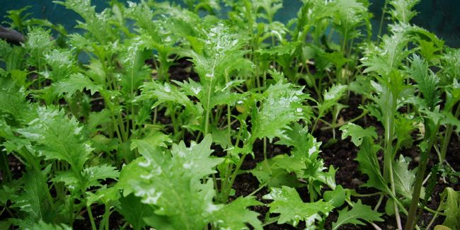Le mizuna : l'étoile montante des salades japonaises