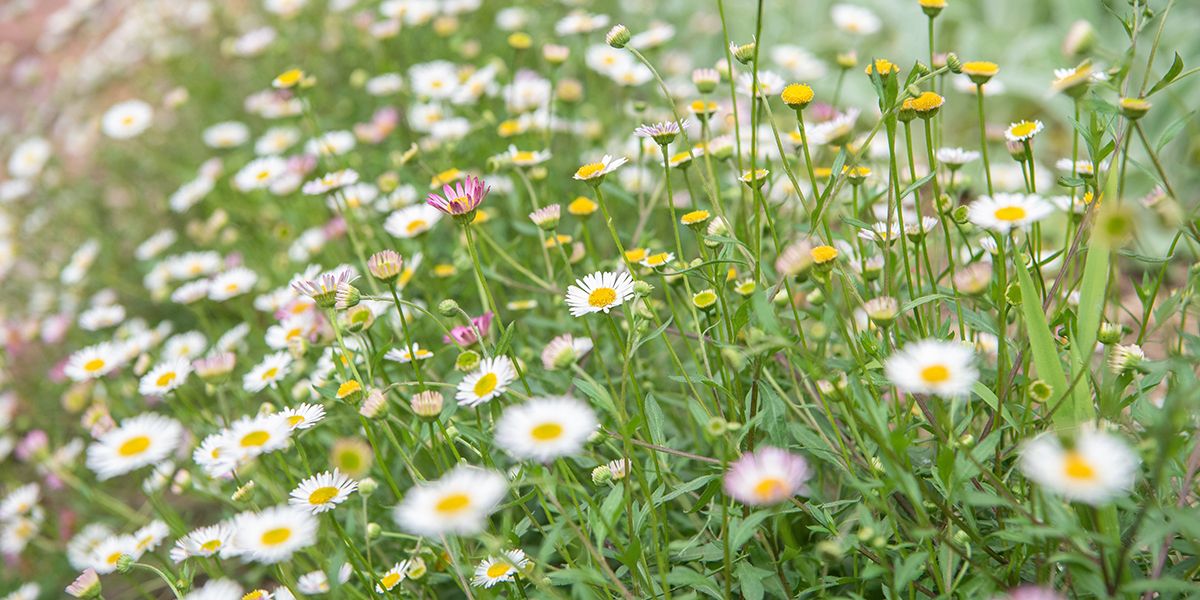 La vergerette : la star des rocailles colorées