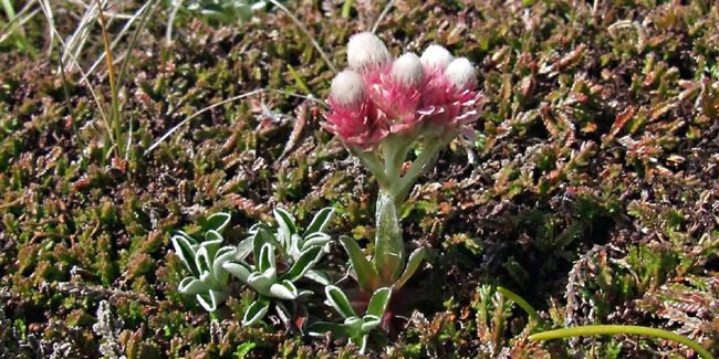 Détails fascinants sur le pied-de-chat (Antennaria dioica)