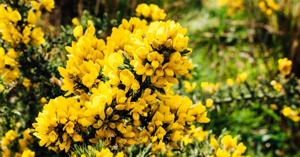 5 jolis arbustes épineux pour créer une haie végétale