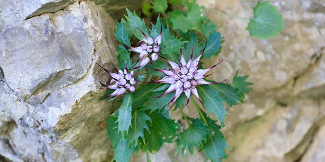 À la découverte du rampion cornu, la gemme des Alpes