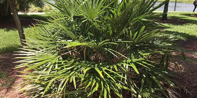 Palmier aiguille (Rhapidophyllum hystrix) : une splendeur exotique