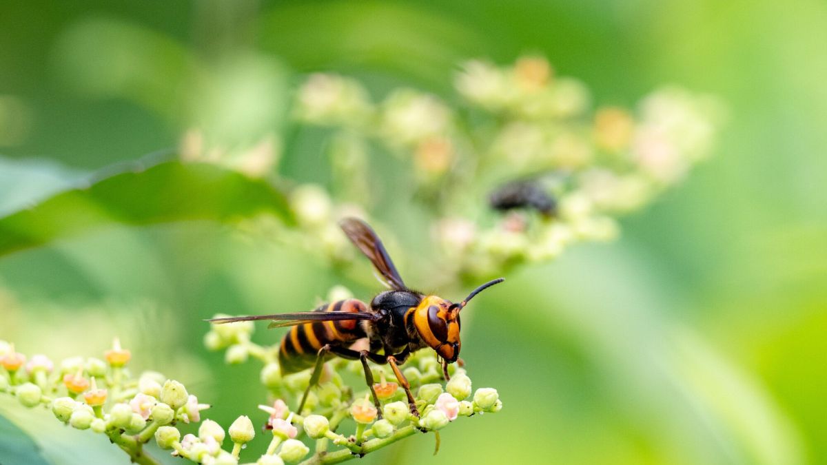 Un piège innovant pour dire stop aux frelons asiatiques