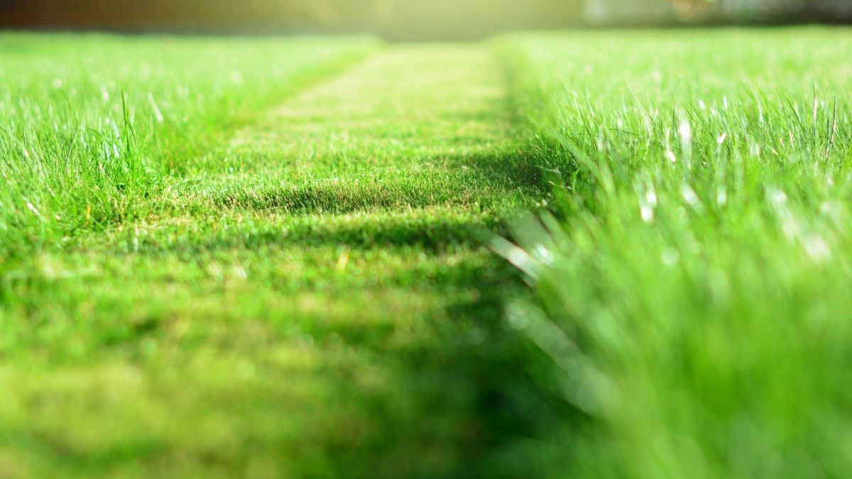 L'entretien de votre pelouse en hiver : indispensable ou superflu ?