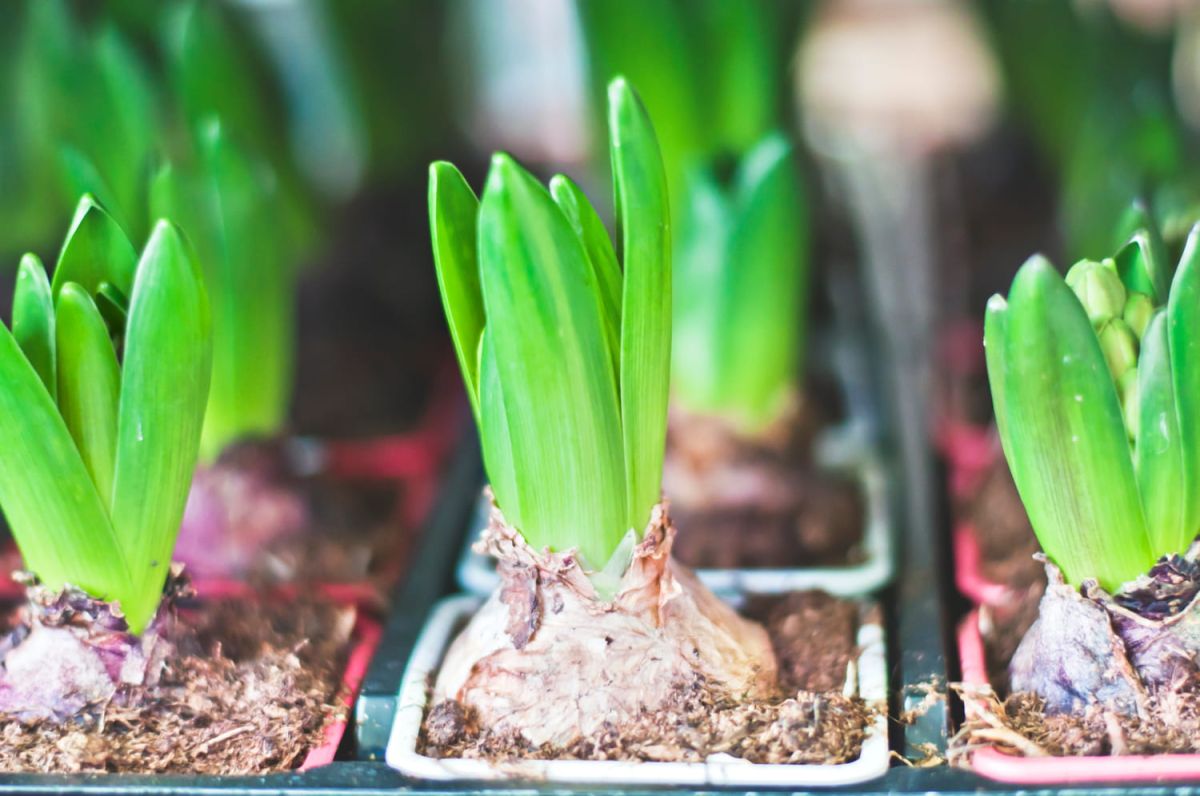 La profondeur de plantation qui ruine vos bulbes (et comment l'éviter)