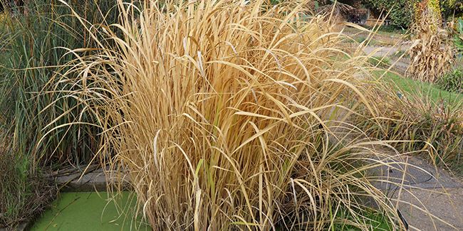 riz sauvage de mandchourie (Zizania latifolia)