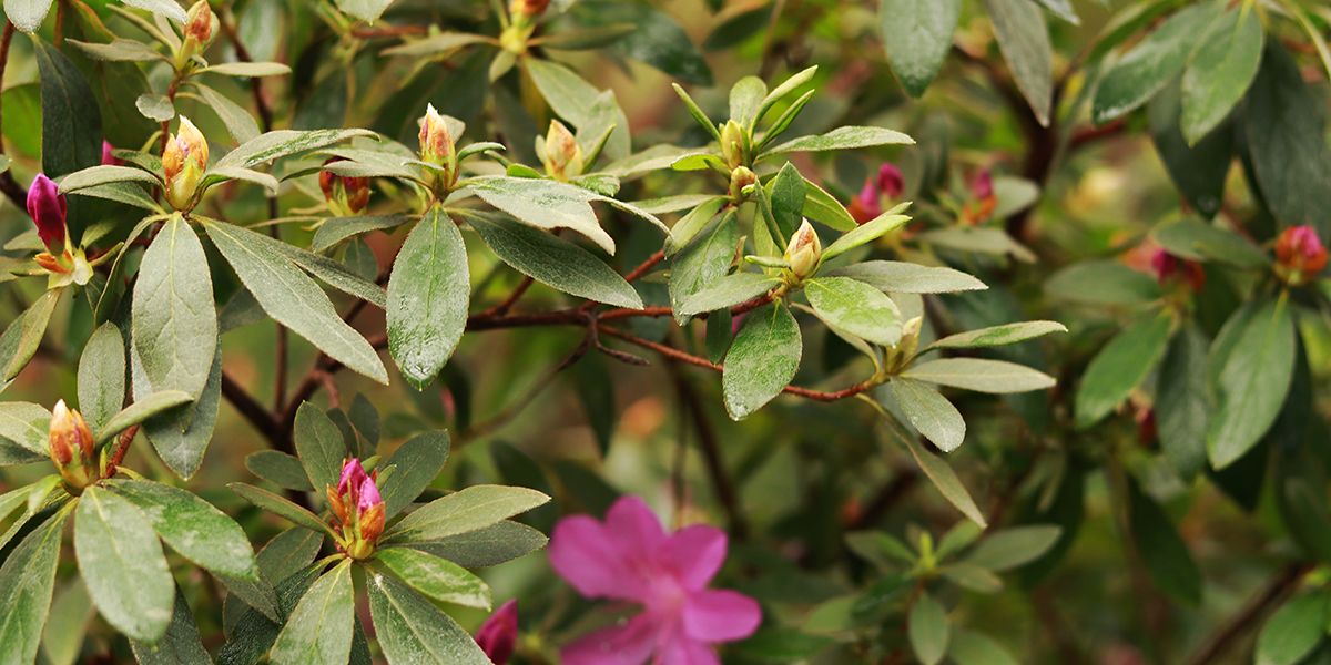 rhododendron : quand et comment tailler pour un arbuste sain et fleuri