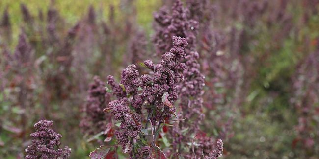 Le quinoa : un super-aliment péruvien à découvrir