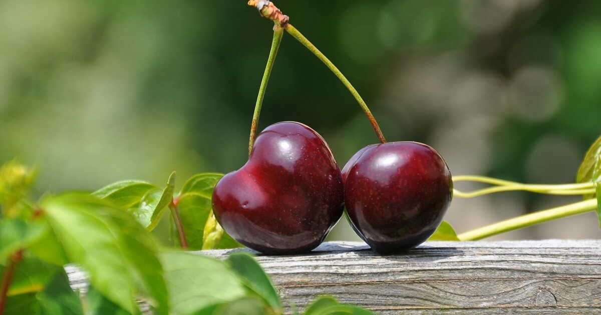 Des cerises à l'assaut : comment déjouer les vers envahissants