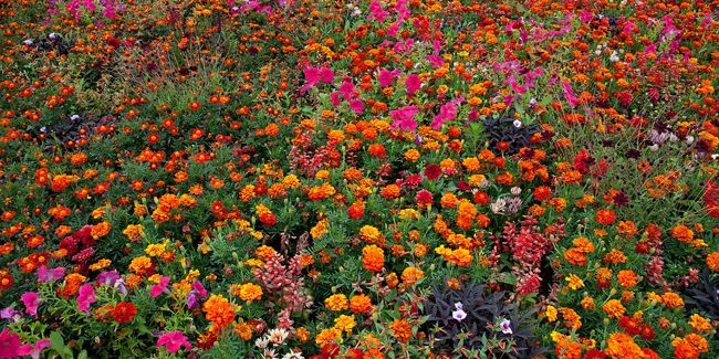 Les plantes incontournables pour un jardin facile à vivre