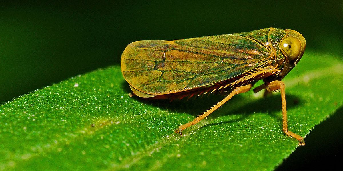 La cicadelle : comment s'en débarrasser ?