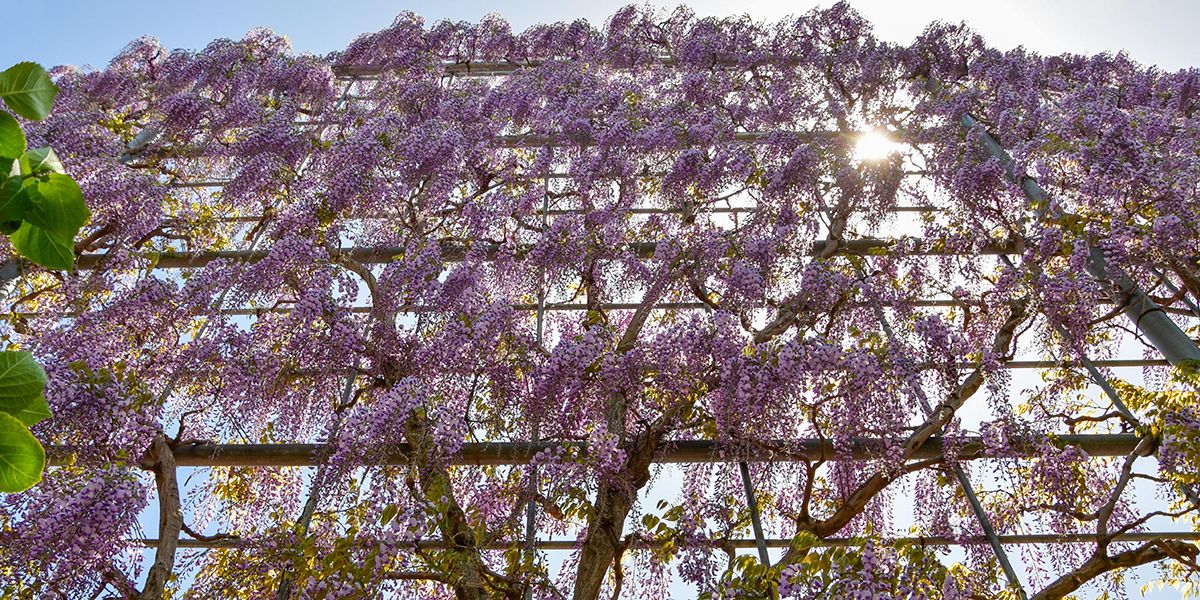Maîtriser la glycine : les secrets d'un palissage réussi