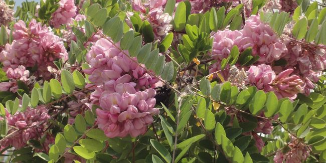 Acacia rose : une floraison printanière éclatante