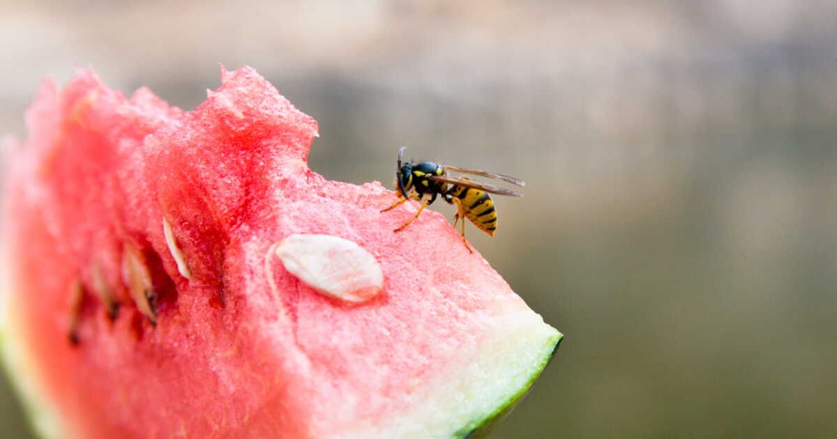 Les aliments irrésistibles pour les guêpes