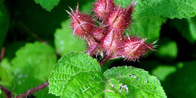 Le mûrier du Japon (Rubus phoenicolasius), un arbuste aux fruits savoureux
