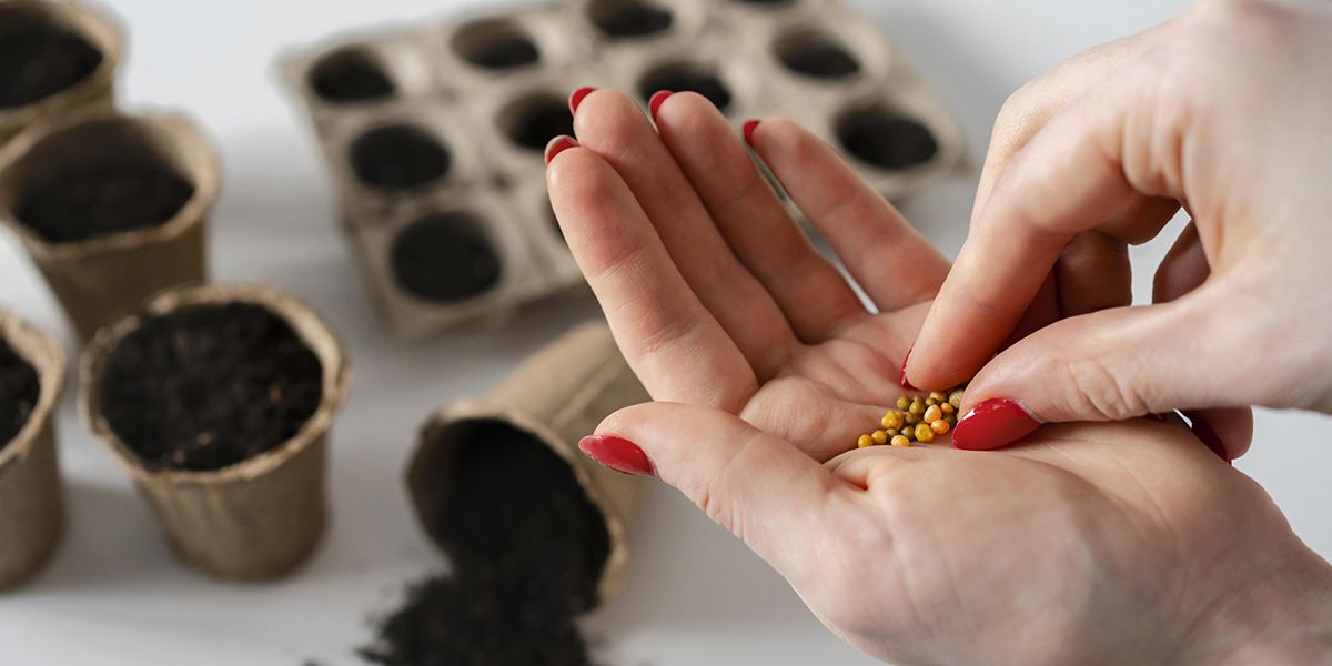 Réussir vos semis : les clés pour un jardin florissant